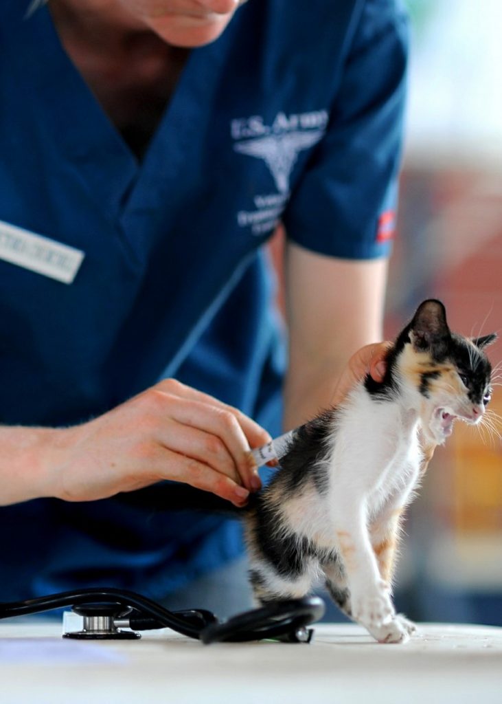 vacunas en gatos
