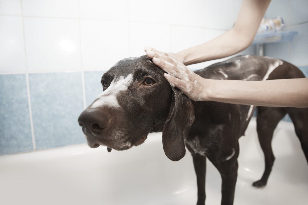 Unos cuidados rutinarios para mantener la piel de nuestras mascotas son de suma importancia para evitar la aparición de enfermedades.