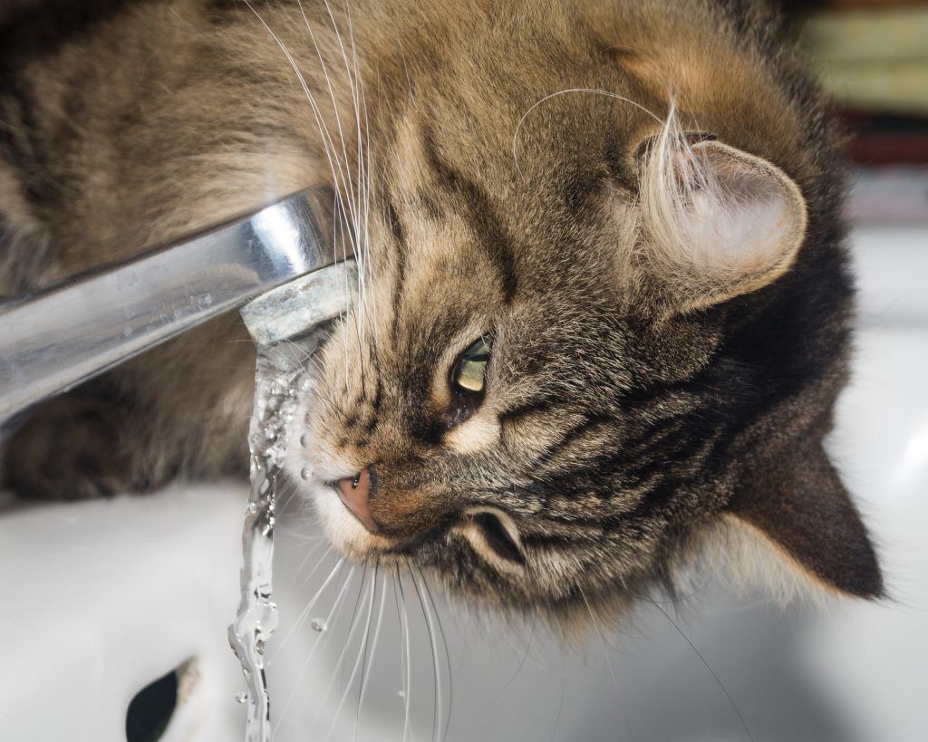 gato bebe mucha agua