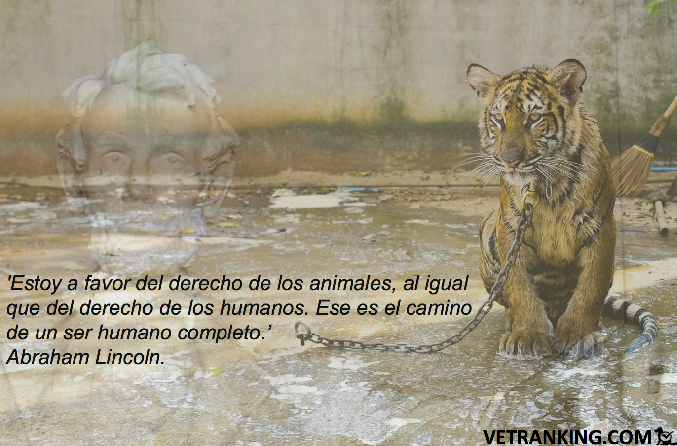 Estoy a favor del derecho de los animales, al igual que del derecho de los  humanos. Ese es el camino de un ser humano completo' (Abraham Lincoln). -  VETranking