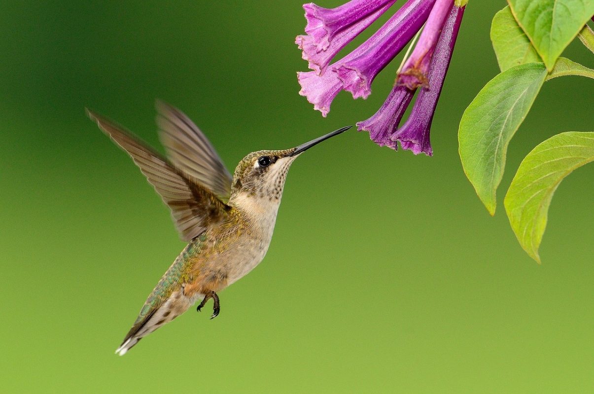 Cuanto Late El Corazon De Un Colibri