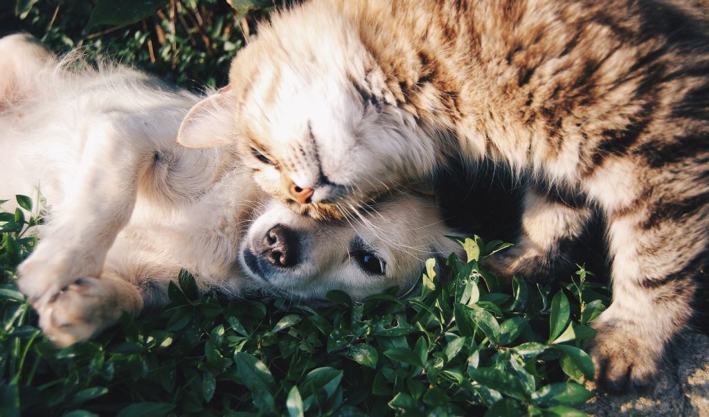 vacunas perro y gato