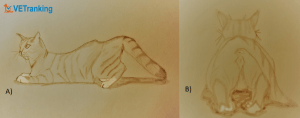 Postura de lordosis en una gata en celo (dibujo)