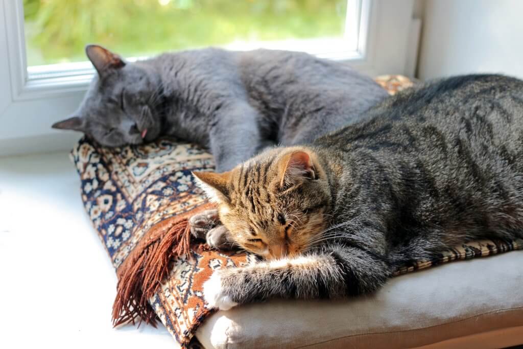 Gatos descansando juntos detrás de una ventana